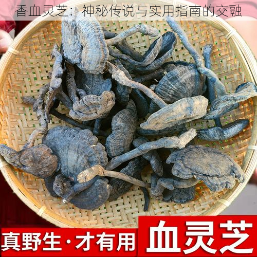 香血灵芝：神秘传说与实用指南的交融