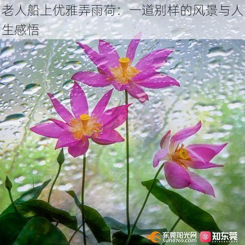 老人船上优雅弄雨荷：一道别样的风景与人生感悟