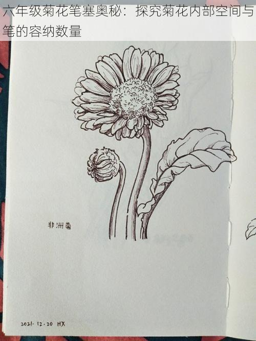 六年级菊花笔塞奥秘：探究菊花内部空间与笔的容纳数量