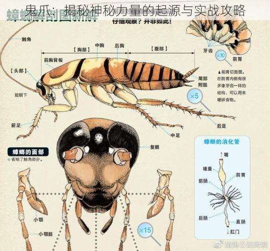 鬼爪：揭秘神秘力量的起源与实战攻略