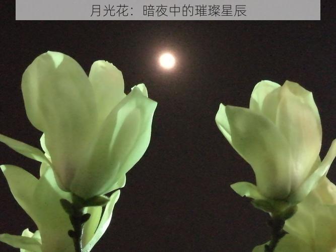 月光花：暗夜中的璀璨星辰