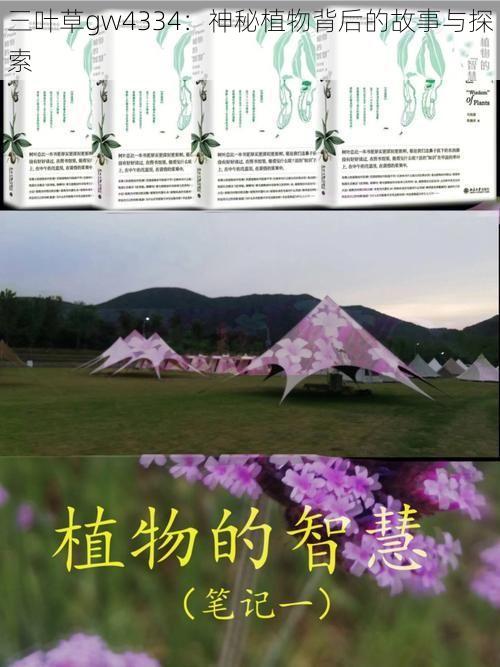 三叶草gw4334：神秘植物背后的故事与探索