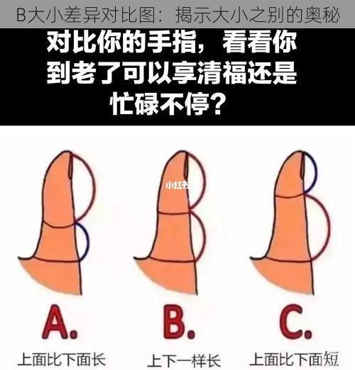 B大小差异对比图：揭示大小之别的奥秘