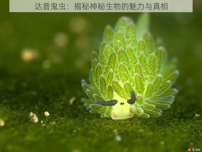 达普鬼虫：揭秘神秘生物的魅力与真相