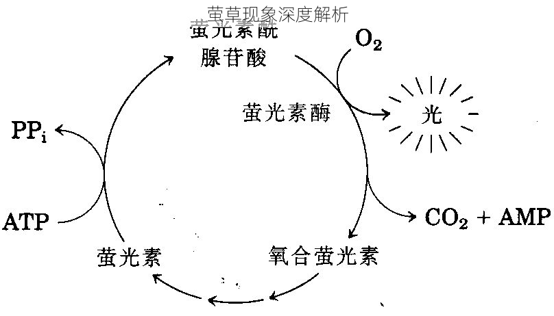 萤草现象深度解析