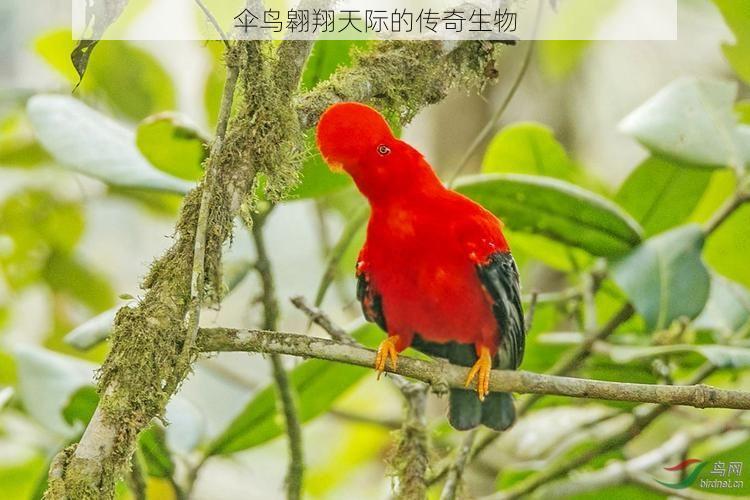 伞鸟翱翔天际的传奇生物