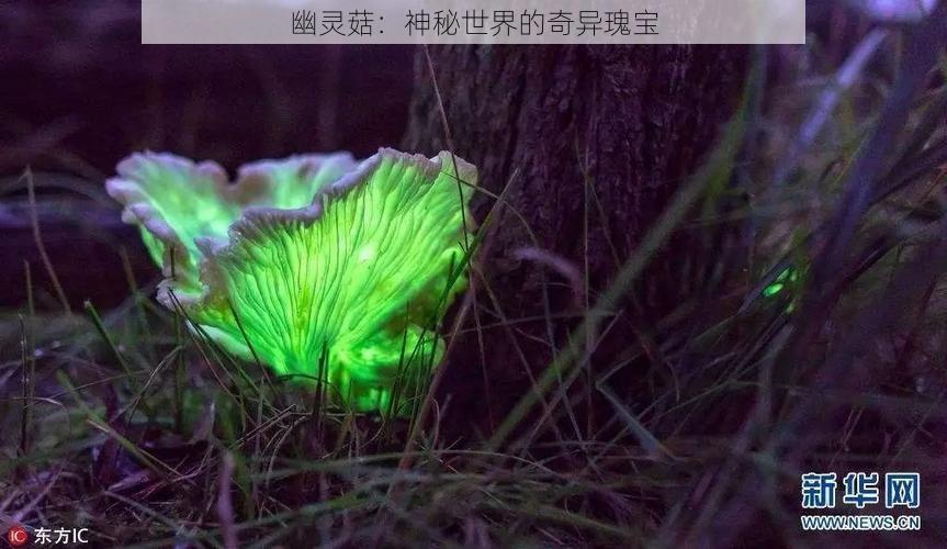 幽灵菇：神秘世界的奇异瑰宝