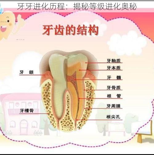 牙牙进化历程：揭秘等级进化奥秘