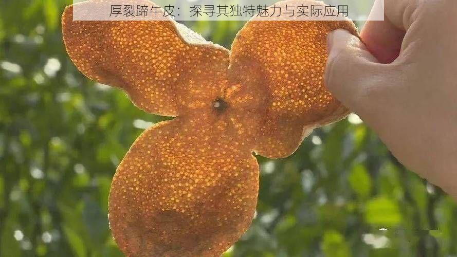 厚裂蹄牛皮：探寻其独特魅力与实际应用