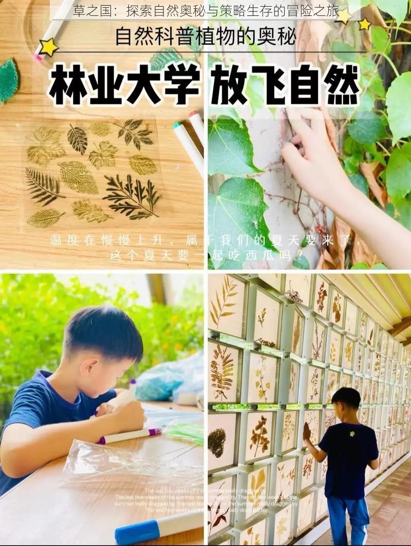 草之国：探索自然奥秘与策略生存的冒险之旅